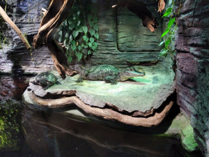 Sbírkové skleníky olomoucké Flory nabízí exotiku i v prosinci