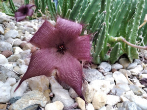 Sbírkové skleníky olomoucké Flory nabízí exotiku i v prosinci