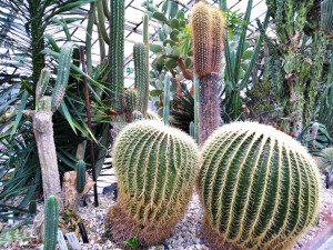 Sbírkové skleníky olomoucké Flory nabízí exotiku i v prosinci