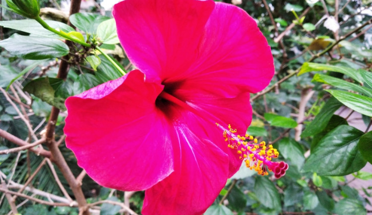 Ibišek ve sbírkových sklenících Výstaviště Flora Olomouc