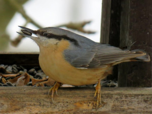 Zimní krmení ptactva má své zásady a doporučení, lidé by neměli do krmítek dávat zbytky jídla a pečivo