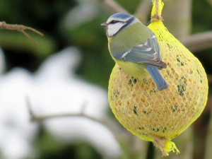 Zimní krmení ptactva má své zásady a doporučení, lidé by neměli do krmítek dávat zbytky jídla a pečivo