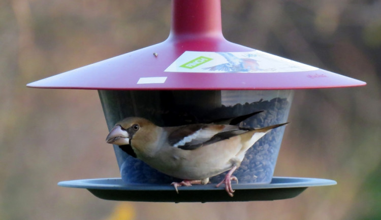 Zimní krmení ptactva má své zásady a doporučení, lidé by neměli do krmítek dávat zbytky jídla a pečivo
