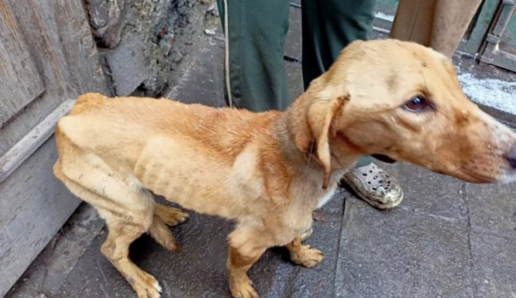 Státní veterinární správa vzhledem ke stavu psů rozhodla o jejich odebrání od chovatelky