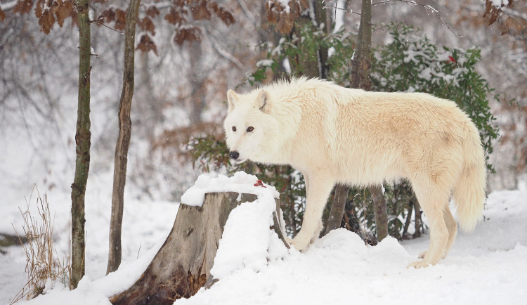 Bílý předvánoční čas v Zoo Olomouc: Na sněhu si lebedí vlci, nepřekvapí už ani žirafy