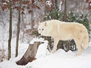 Bílý předvánoční čas v Zoo Olomouc: Na sněhu si lebedí vlci, nepřekvapí už ani žirafy