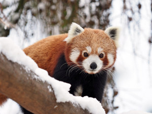 Bílý předvánoční čas v Zoo Olomouc: Na sněhu si lebedí vlci, nepřekvapí už ani žirafy