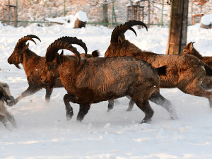 Bílý předvánoční čas v Zoo Olomouc: Na sněhu si lebedí vlci, nepřekvapí už ani žirafy