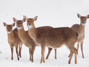 Bílý předvánoční čas v Zoo Olomouc: Na sněhu si lebedí vlci, nepřekvapí už ani žirafy