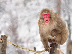Bílý předvánoční čas v Zoo Olomouc: Na sněhu si lebedí vlci, nepřekvapí už ani žirafy