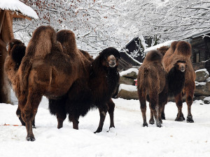 Bílý předvánoční čas v Zoo Olomouc: Na sněhu si lebedí vlci, nepřekvapí už ani žirafy