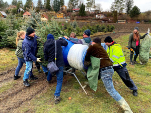 Plantáž vánočních stromů Bělecký mlýn na Prostějovsku