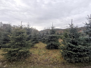 Plantáž vánočních stromů Bělecký mlýn na Prostějovsku