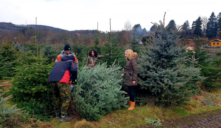 Plantáž vánočních stromů Bělecký mlýn na Prostějovsku