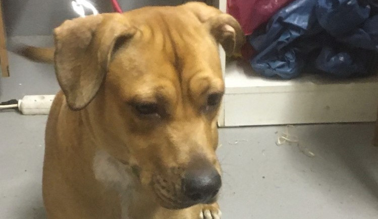 HLEDÁME PÁNÍČKA: Fany a Bad z Mohelnice jsou bez domova