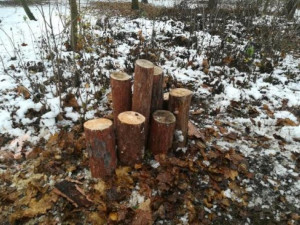 Petice nesouhlasí s bytovou výstavbou u lesoparku Houčela. Odpůrci plánují protestní pochod