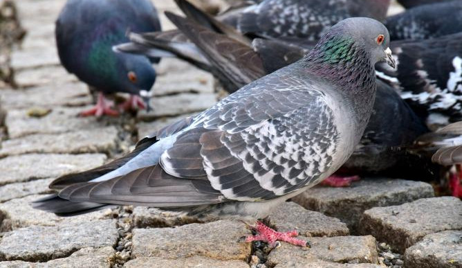 Holub ve městě - ilustrační foto