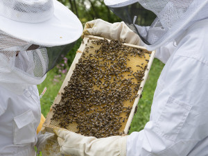 Dotace na nové úly i královny. Kraj podpoří včelaře