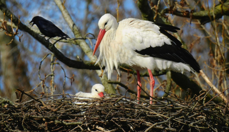 size3-16408028873871-241-rok-2021-byl-rekordnim-pro-capy-ornitologove-s-dobrovolniky-spocitali-1567-mladat