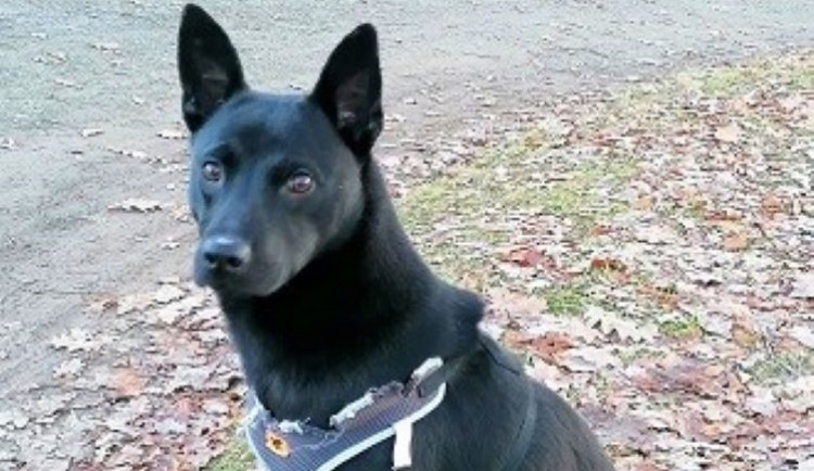 HLEDÁME PÁNÍČKA:  Dareček, Sydny a Bobík jsou opuštění pejsci z Voříšku