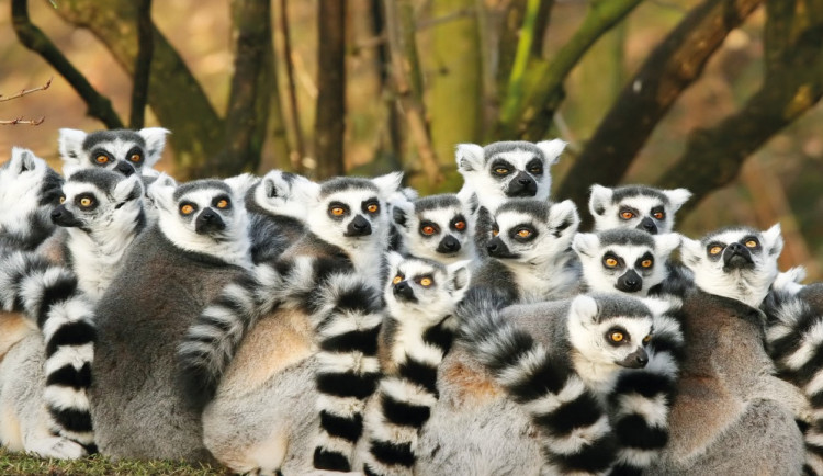 Návštěvníci olomoucké zoo se mohou zapojit do pravidelného sčítání zvířat