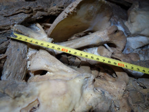 Medvídě, které v Javoříčském krasu objevili amatérští jeskyňáři, je 14 tisíc let staré