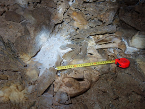 Medvídě, které v Javoříčském krasu objevili amatérští jeskyňáři, je 14 tisíc let staré