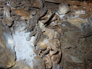 Medvídě, které v Javoříčském krasu objevili amatérští jeskyňáři, je 14 tisíc let staré