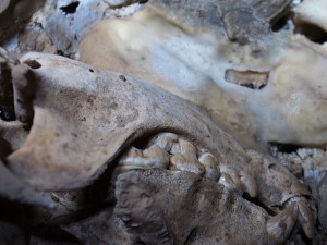 Medvídě, které v Javoříčském krasu objevili amatérští jeskyňáři, je 14 tisíc let staré