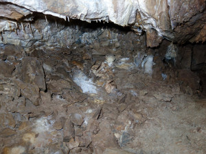 Medvídě, které v Javoříčském krasu objevili amatérští jeskyňáři, je 14 tisíc let staré