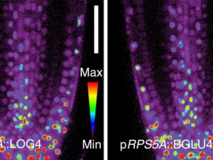 V olomoucké laboratoři vědci zkoumali kořeny rostlin. Výsledkem mohou být plodin odolnější vůči suchu