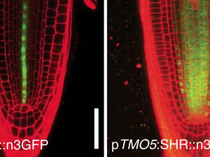 V olomoucké laboratoři vědci zkoumali kořeny rostlin. Výsledkem mohou být plodin odolnější vůči suchu