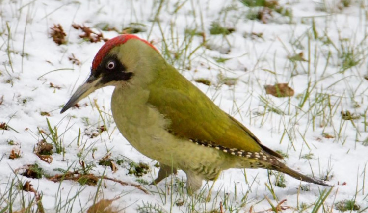 size3-16415433448404-241-zluna