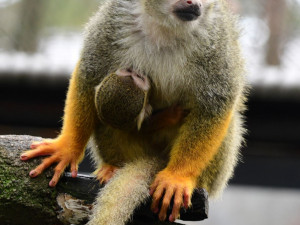 Prvním mládětem letošního roku v olomoucké zoo je opět kotul veverovitý