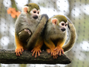 Prvním mládětem letošního roku v olomoucké zoo je opět kotul veverovitý