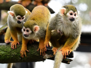 Prvním mládětem letošního roku v olomoucké zoo je opět kotul veverovitý