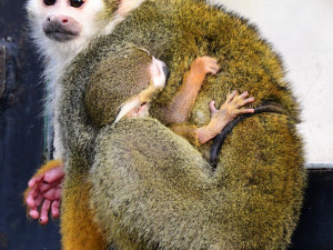 Prvním mládětem letošního roku v olomoucké zoo je opět kotul veverovitý