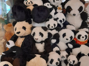 Sběratelka má plyšovými medvědy zateplenou půdu. Nyní je vystavuje v Hranicích