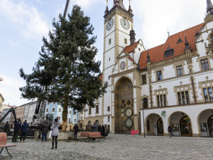 Vánoční strom Hanáček opustil olomoucké náměstí. V řezbářské škole z něj vyrobí nábytek