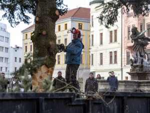 Vánoční strom Hanáček opustil olomoucké náměstí. V řezbářské škole z něj vyrobí nábytek