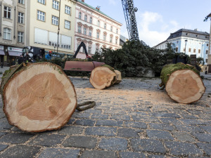 Vánoční strom Hanáček opustil olomoucké náměstí. V řezbářské škole z něj vyrobí nábytek