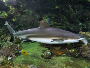 V olomoucké zoo uhynula samice žraloka. Dožila se téměř čtvrtstoletí