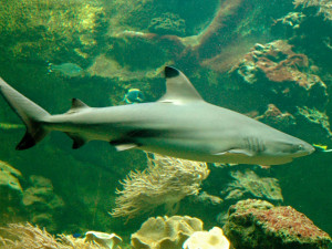 V olomoucké zoo uhynula samice žraloka. Dožila se téměř čtvrtstoletí