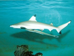 V olomoucké zoo uhynula samice žraloka. Dožila se téměř čtvrtstoletí