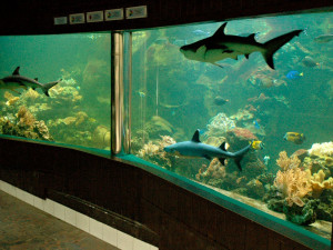 V olomoucké zoo uhynula samice žraloka. Dožila se téměř čtvrtstoletí