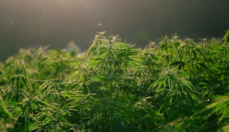 size3-hemp-5675705_960_720