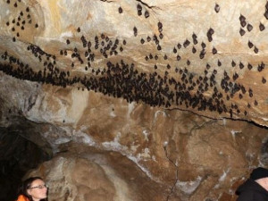 V Javoříčském krasu začalo sčítání netopýrů. Jeskyňáři musí prolézt celé podzemí