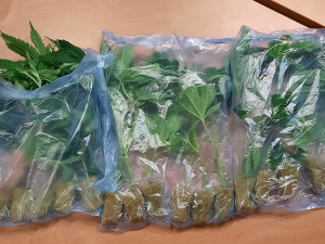 Třicetiletý muž převážel přes 15 sazenic konopí