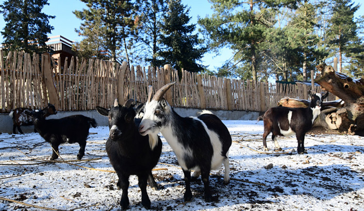 Olomoucká zoo zvelebila jeden z nejoblíbenějších výběhů. Apeluje i na správné chování ke kozám