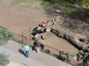 Původní oplocení výběhu zakrslých koz v olomoucké zoo